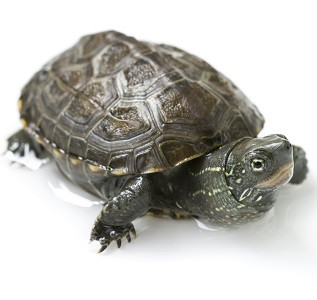 TARTARUGA DE TRÊS QUILHAS 'Bébés'