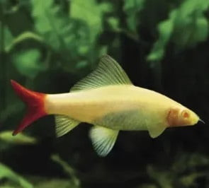 TUBARÃO LABEO ALBINO, 4 - 5 CM