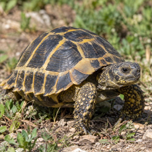 Tartaruga Marginata (Testudo marginata)