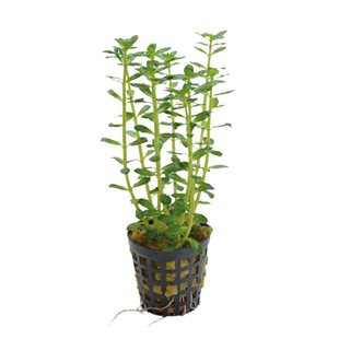 BACOPA SALZMANNII