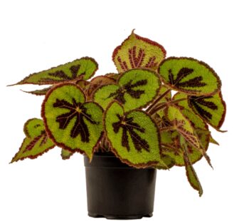 BEGONIA MASONIANA MOUNTAIN