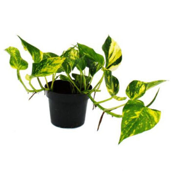EPIPREMNUM AUREUM N JOY
