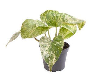 EPIPREMNUM MARBLE QUEEN