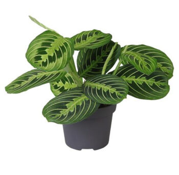 MARANTA LEMON LIME