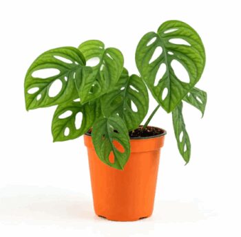 MONSTERA ADANSONII