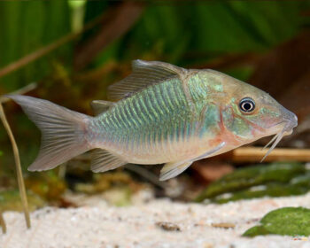 CORYDORA VERDE