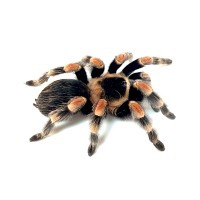 TARÂNTULA GIGANTE BRASILEIRA LARANJA, 1 CM