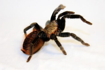 TARÂNTULA VERMELHA MEXICANA, 7 CM - FEMEA