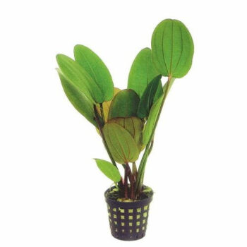 ECHINODORUS RADICANS