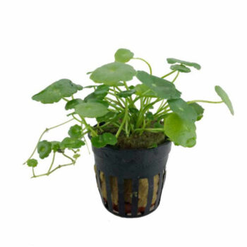 HYDROCOTYLE VULGARIS