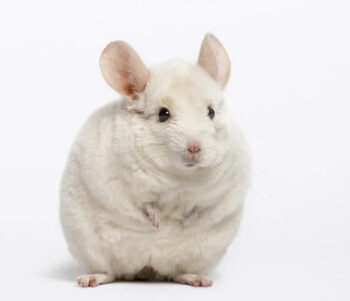 CHINCHILLA BRANCA