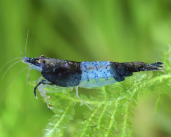 CAMARÃO NEOCARIDINA 'BLUE CARBON RILI'