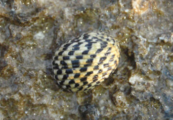 CARACOL NERITA, 2 - 3 CM