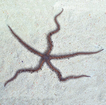 ESTRELA SERPENTE