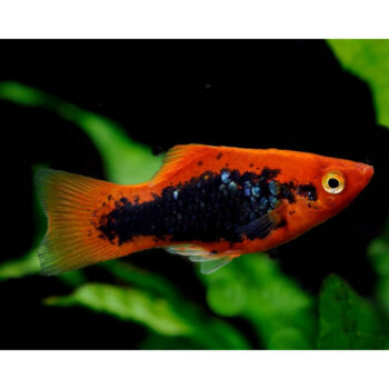 PLATY RED TUXEDO