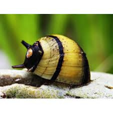 CARACOL NERITINA ZEBRA DE CHIFRE