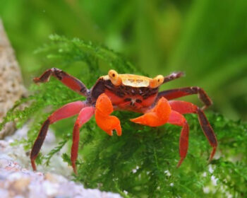 CARANGUEJO VAMPIRO DIABO VERMELHO 4 CM