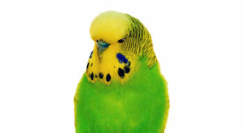 PERIQUITO INGLÊS
