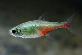 TETRA BARRIGA VERMELHA, 2.5 CM