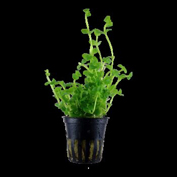 BACOPA AUSTRALIS