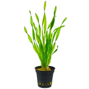 VALLISNERIA ASIATICA