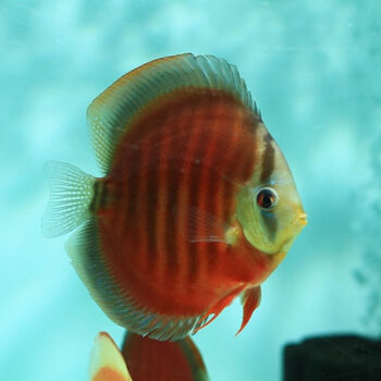 DISCO RED COVER, 5 - 6 CM