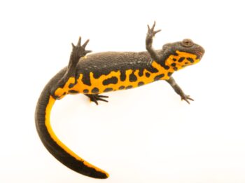 TRITÃO VENTRE DE FOGO