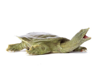 TARTARUGA DE CARAPAÇA MOLE