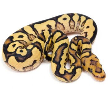 PITÃO BOLA 'Yellow Belly Desert Ghost' - Macho