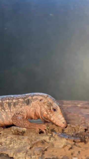 O Tegu Vermelho Argentino destaca-se pelo seu tamanho, padrão incrível e personalidade curiosa. Quando habituado ao contacto humano, pode tornar-se um réptil bastante interativo e fascinante de acompanhar no dia a dia.
Uma espécie impressionante para verdadeiros amantes do mundo exótico. 💚