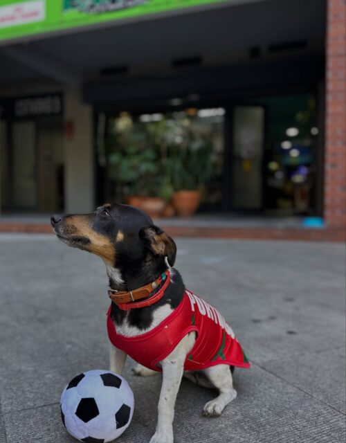 Vamos @portugal 
Hoje estamos todos com a nossa seleção 💚⚽