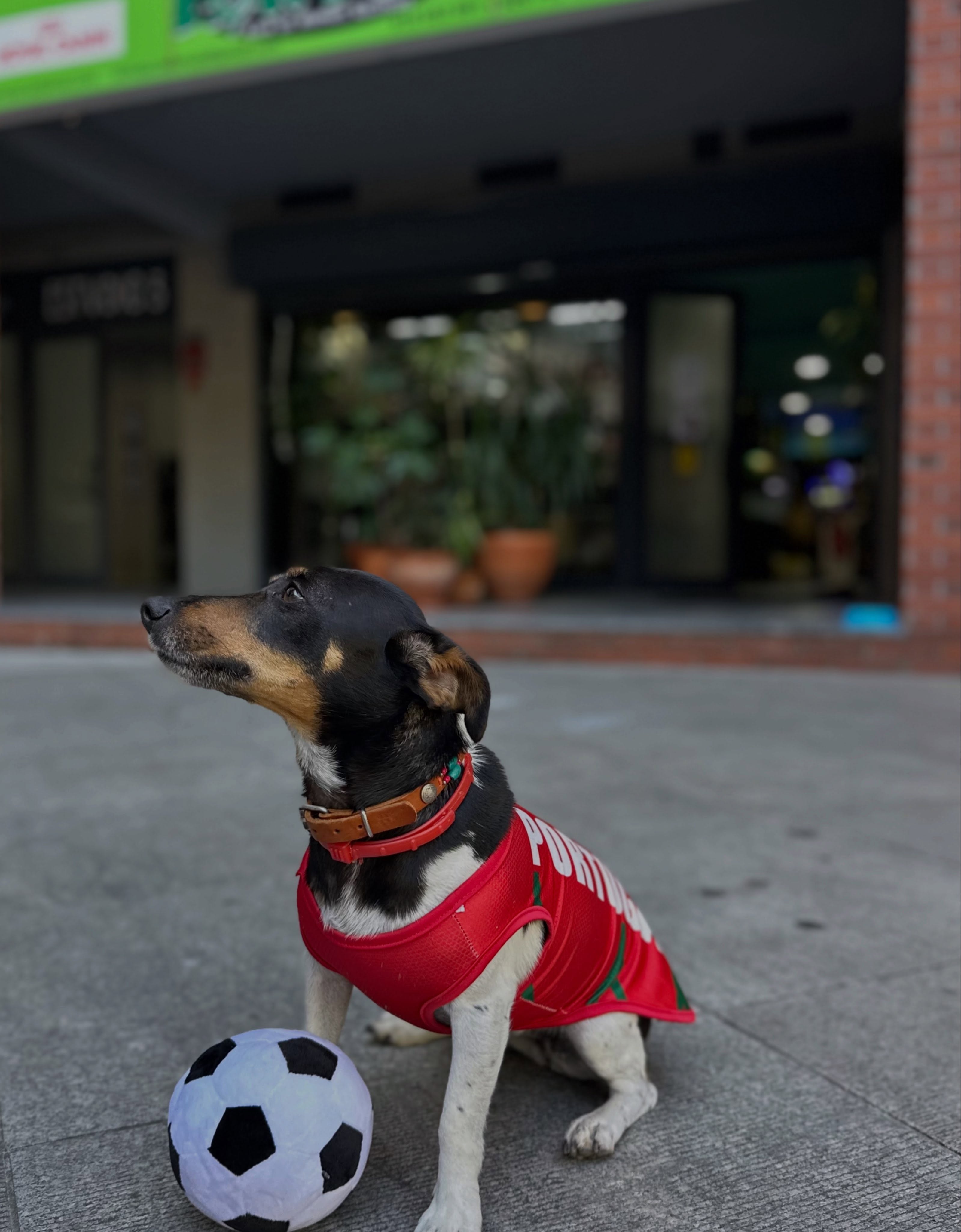 Vamos @portugal 
Hoje estamos todos com a nossa seleção 💚⚽