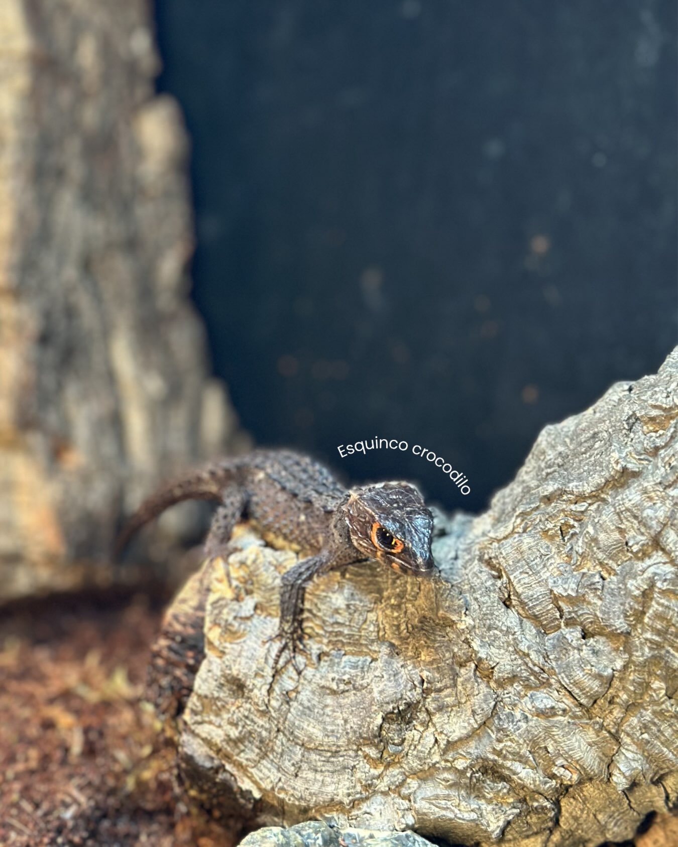 Este é um dos répteis mais procurados da Tortuga!
É tímido, observador e vai revelando a sua personalidade à medida que explora o seu habitat, tornando-se uma escolha perfeita para quem procura um animal único para um terrário naturalista.

Quem já conhecia?