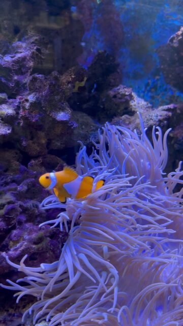 Há alguma coisa mais relaxante que simplesmente observar os nossos peixes?