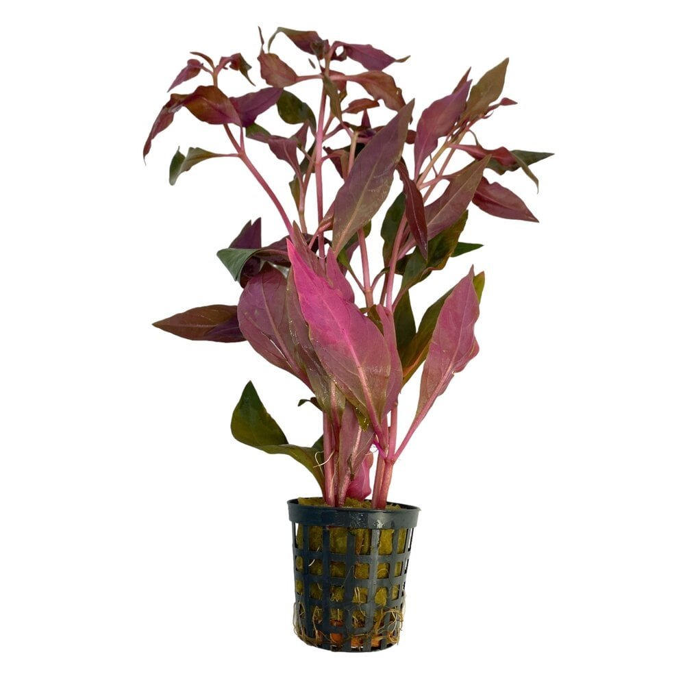 ALTERNANTHERA CARDINALIS
