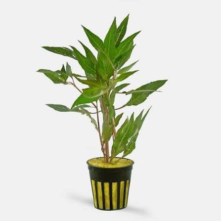 HYGROPHILA SALICIFOLIA