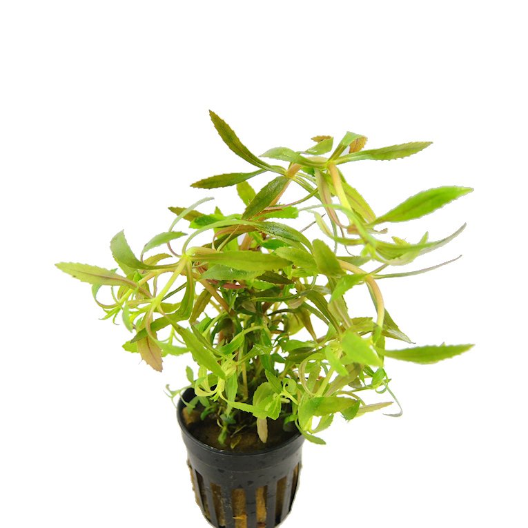 LIMNOPHILA HIPPURIDOIDES