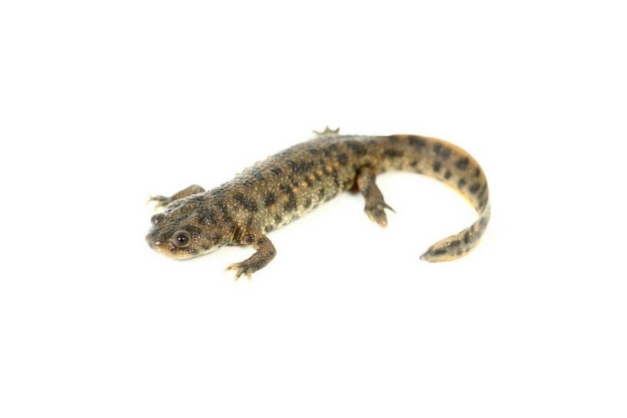 SALAMANDRA DE COSTELAS SALIENTES