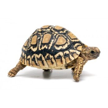 TARTARUGA LEOPARDO '12-15 cm'