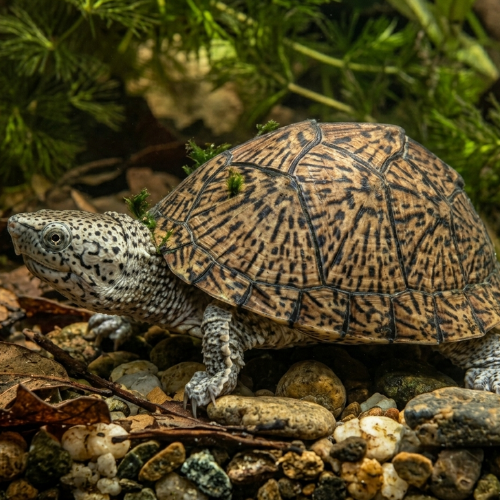 Tartaruga Almiscarada ‘Bebés’ (Sternotherus carinatus)